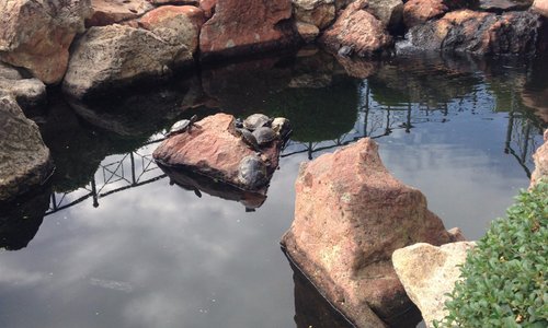 Lago com peixes e tartarugas. Pena que muita gente joga lixo...