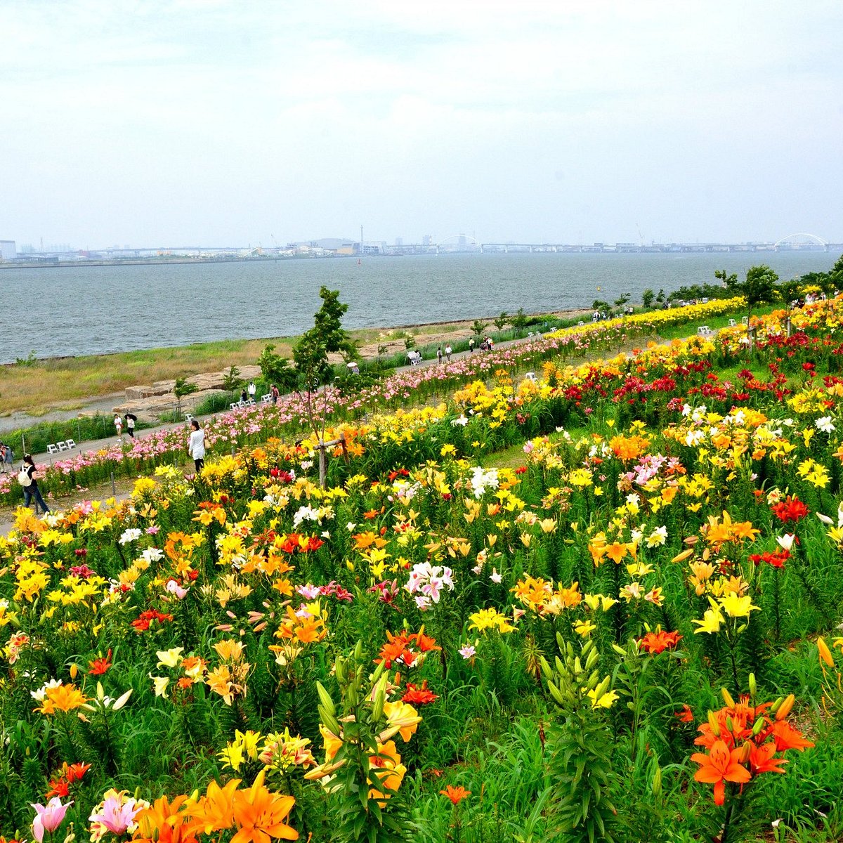 22年 大阪舞洲ゆり園 行く前に 見どころをチェック トリップアドバイザー 22年 大阪舞洲ゆり園 行く前に 見どころをチェック トリップアドバイザー