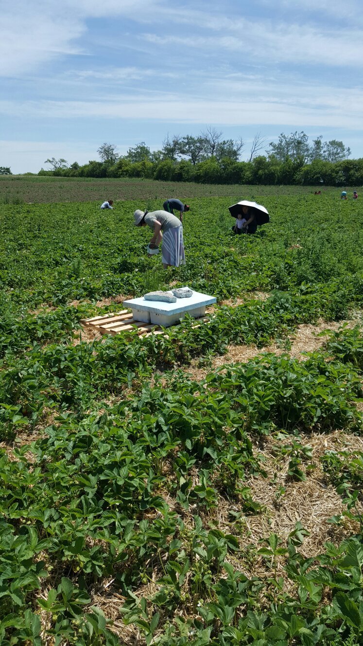 Organics Family Farm, Маркхам: лучшие советы перед посещением - Tripadvisor