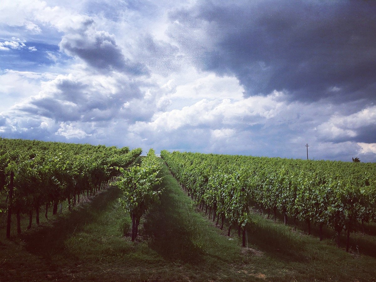 Ravenna Centesimino Bag in Box 5L - La Sabbiona - Agriturismo e Cantina a  Faenza