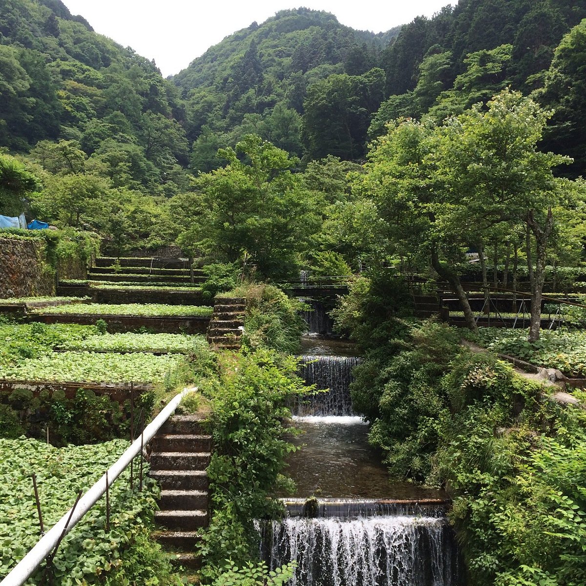 Wasabi Fields Of Ikadaba Izu All You Need To Know Before You Go