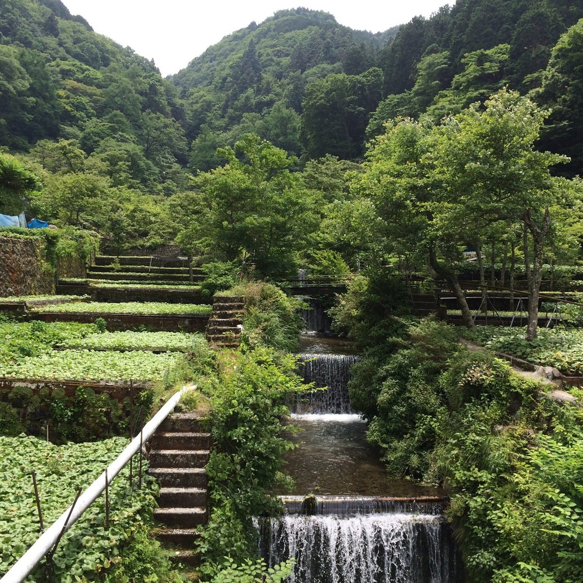 Wasabi Fields Of Ikadaba Izu All You Need To Know Before You Go