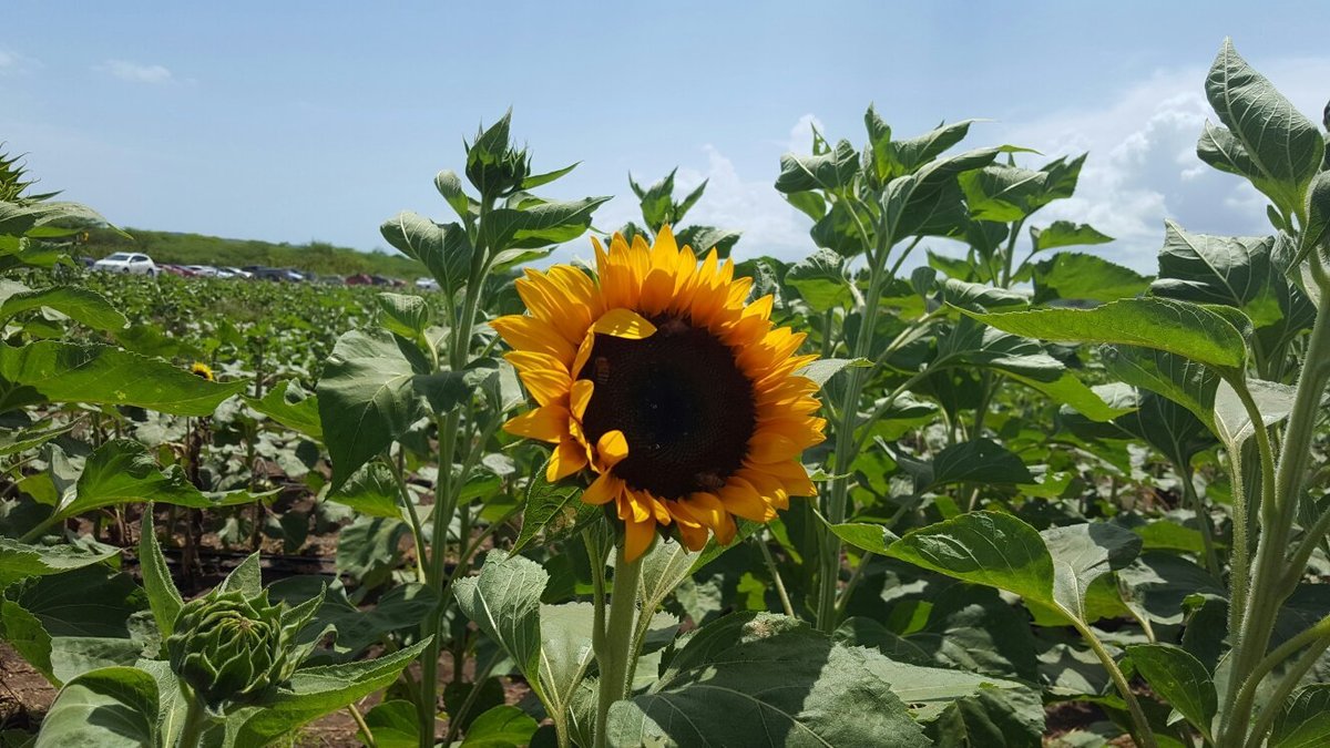 Finca El Girasol (Guanica) - Lo que se debe saber antes de viajar -  Tripadvisor