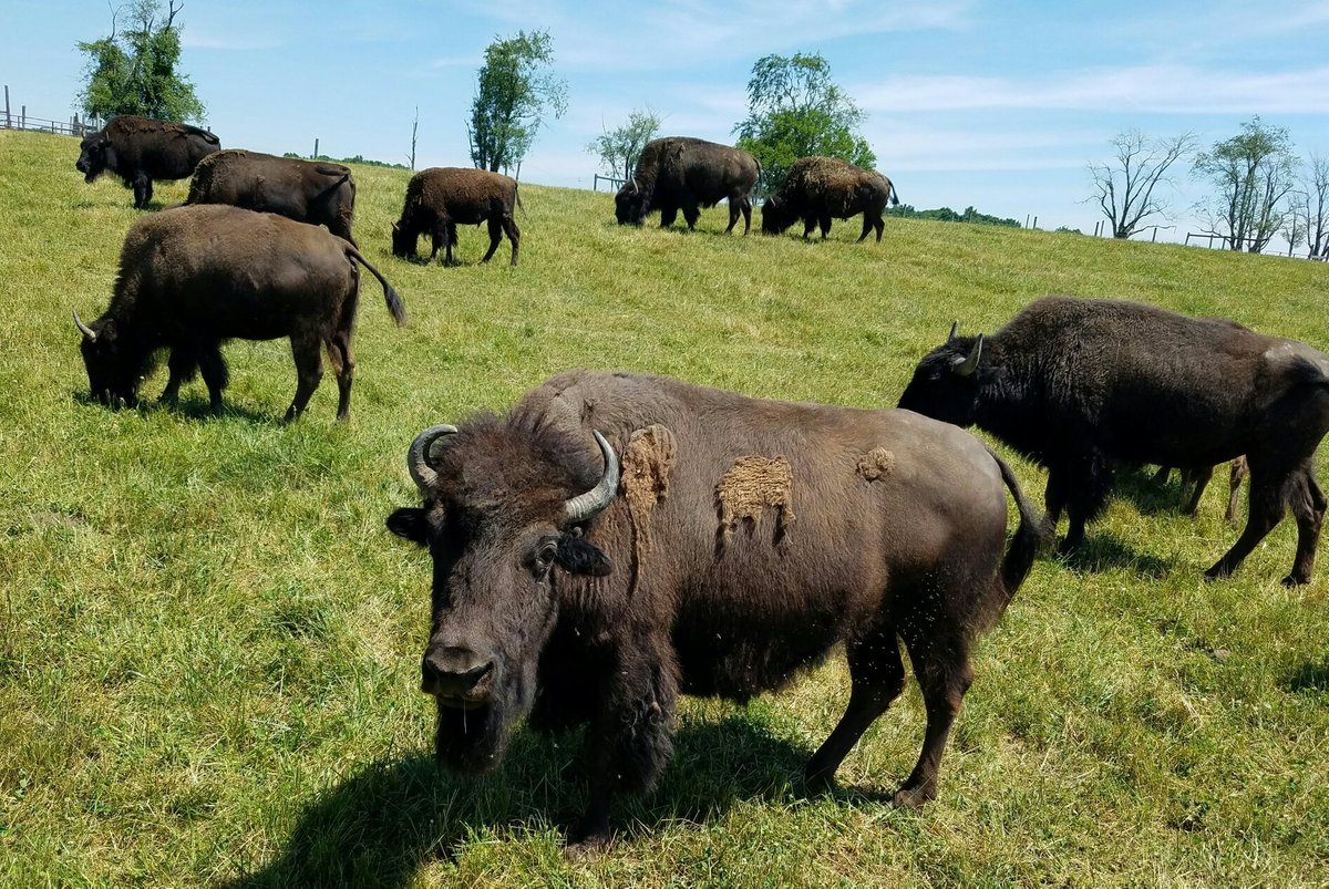 Wild Winds Buffalo Preserve - All You Need to Know BEFORE You Go (2024)