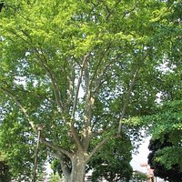 四谷見附公園 プラタナスの大木