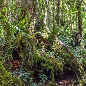 mossy forest private tour