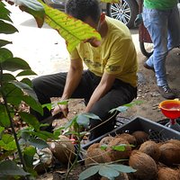 Coconuts