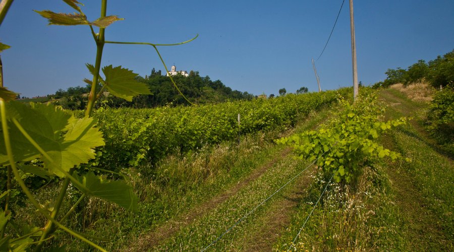 la vigna biologica