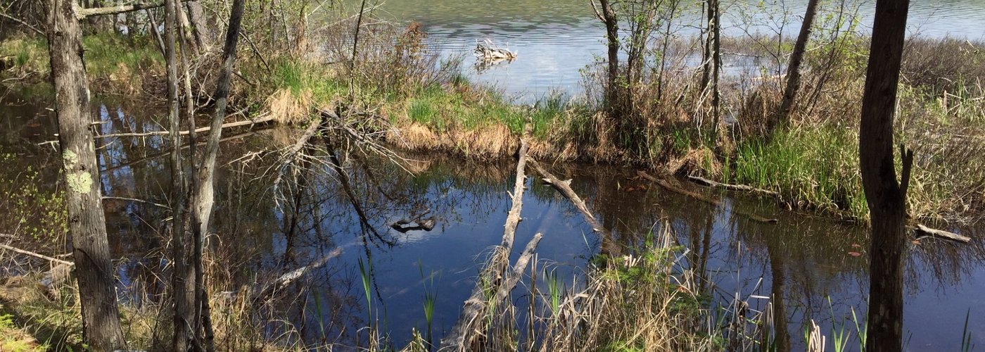 Wildlife viewing