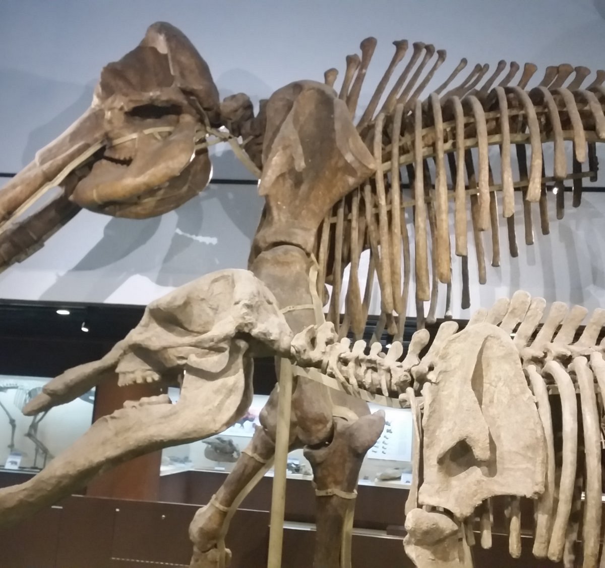 Paleozoological Museum of China, Пекин: лучшие советы перед посещением -  Tripadvisor