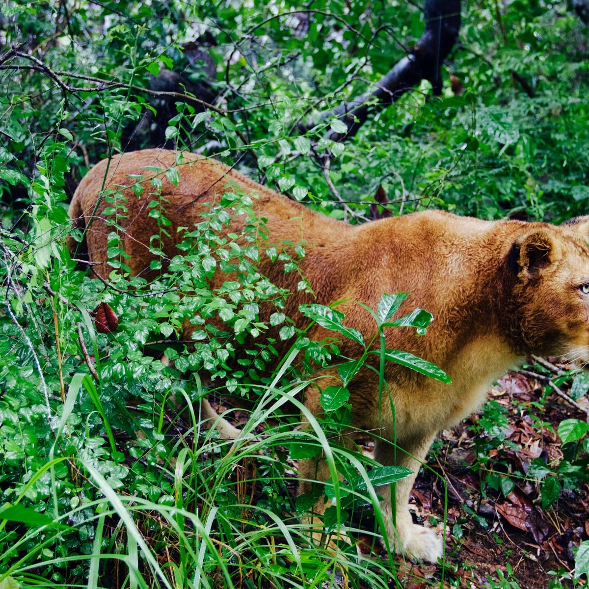 Neyyar Wild Life Sanctuary (Thiruvananthapuram (Trivandrum)) - All You Need to Know BEFORE You Go Neyyar Wild Life Sanctuary (Thiruvananthapuram (Trivandrum)) - All You Need to Know BEFORE You Go