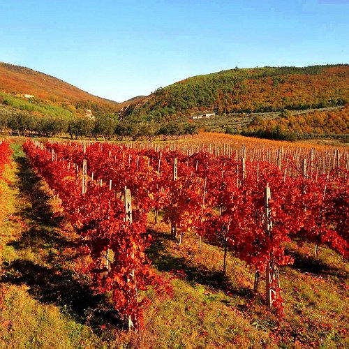 THE 10 BEST Umbria Wineries & Vineyards (Updated 2024)