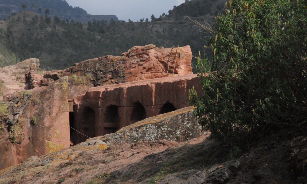 Lalibela тюльпан фото