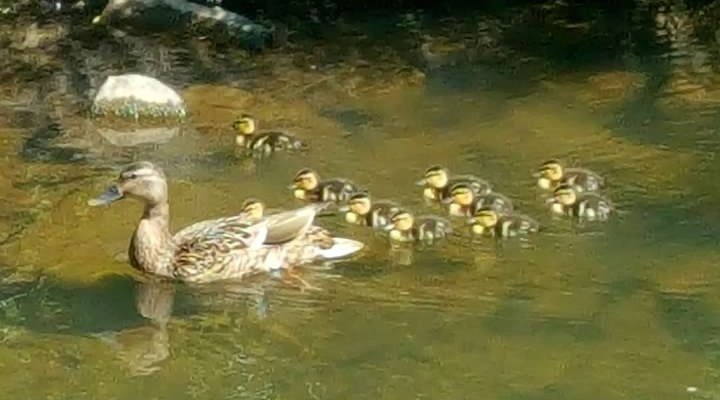 Baby ducks with their momma on Little Sugar Trail
