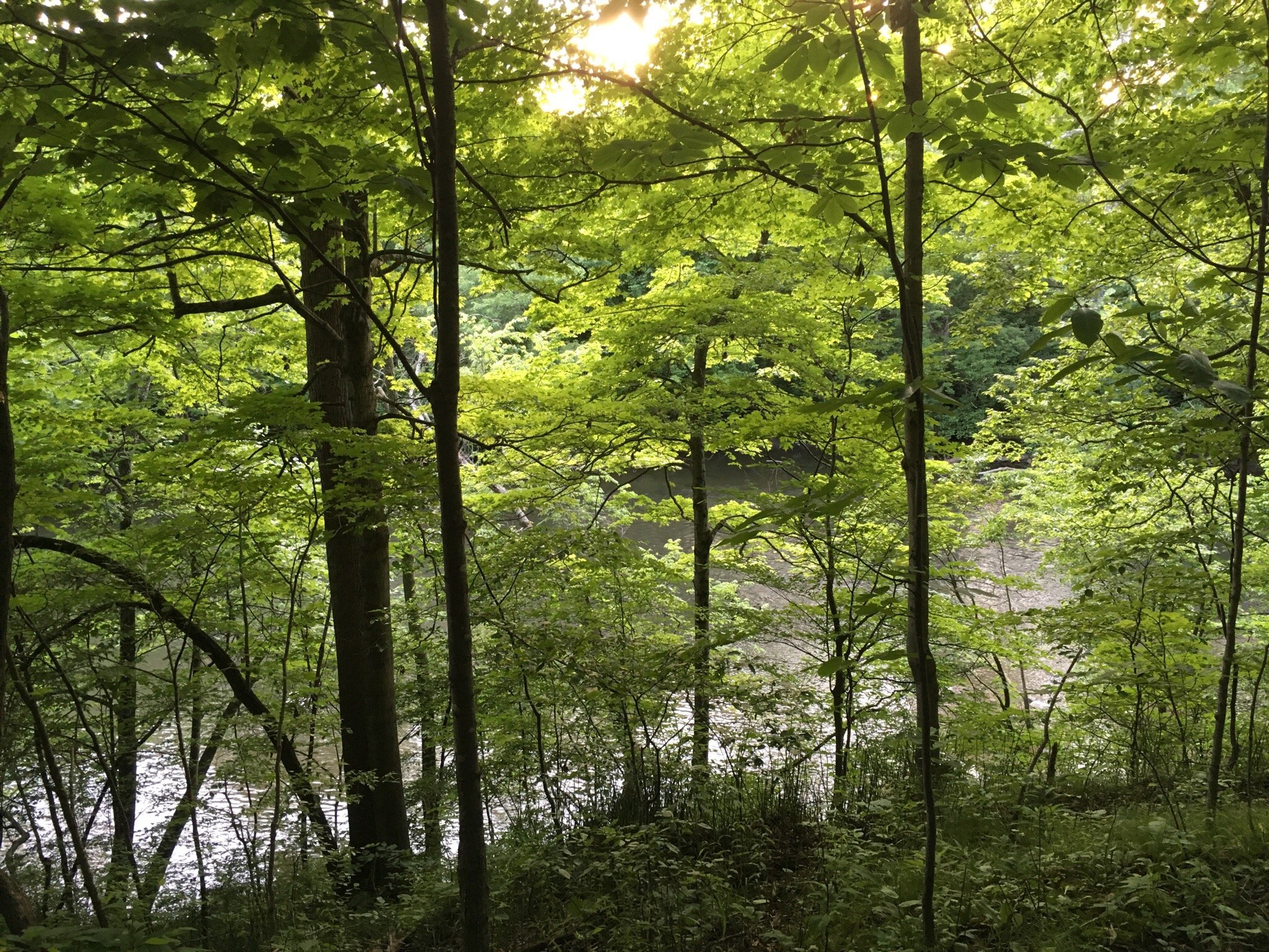 Rangeline nature online preserve