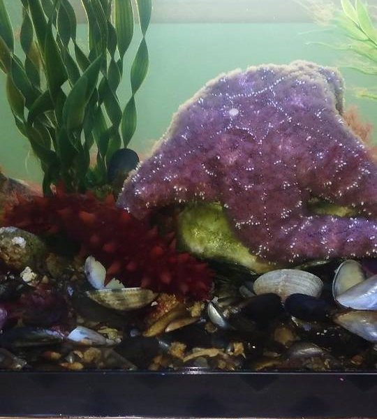 Puget Sound Estuarium image