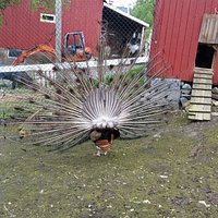 Tromsø Mini Zoo