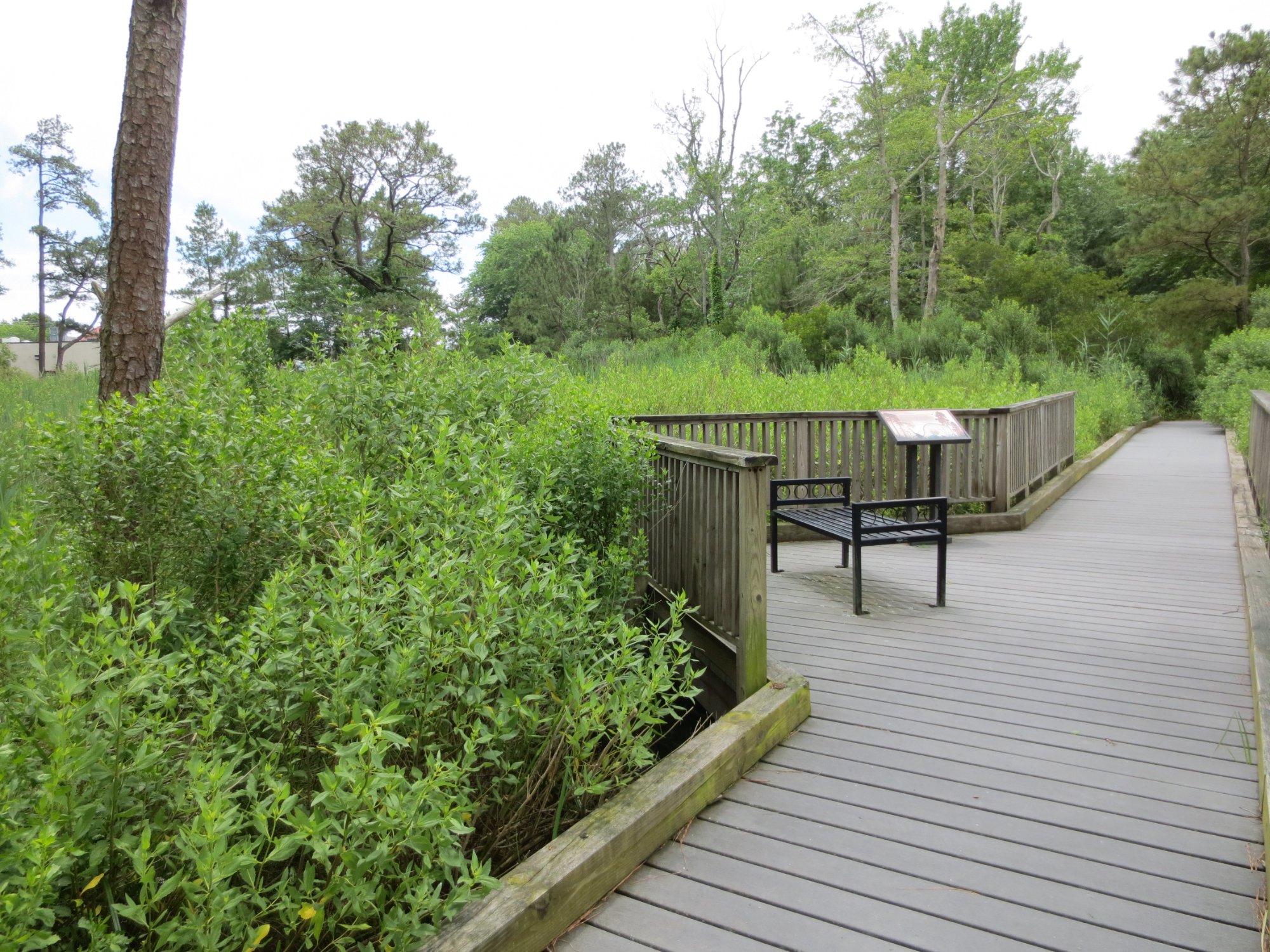 Exploring Bethany Beach Nature Center: A Nature Lover's Paradise