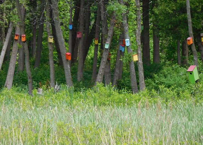 Birdhouse Forest at White's Beach