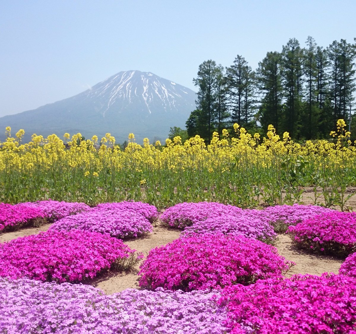 21年 三島さんの芝桜庭園 行く前に 見どころをチェック トリップアドバイザー