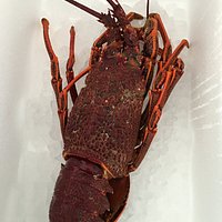 Lobster