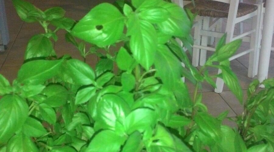 Fresh Basil