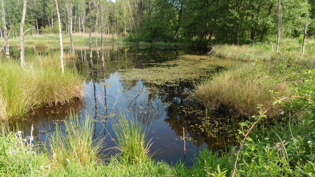 Naturschutzgebiet Königsbrücker Heide (Koenigsbrueck) All You Need to Know