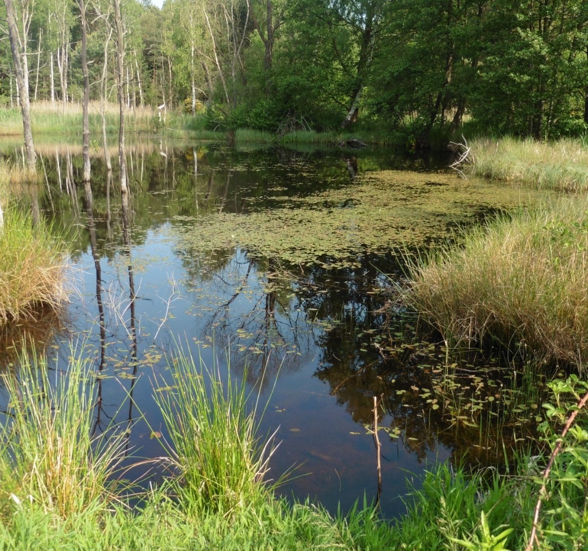 NATURSCHUTZGEBIET KÖNIGSBRÜCKER HEIDE Tutto quello che c