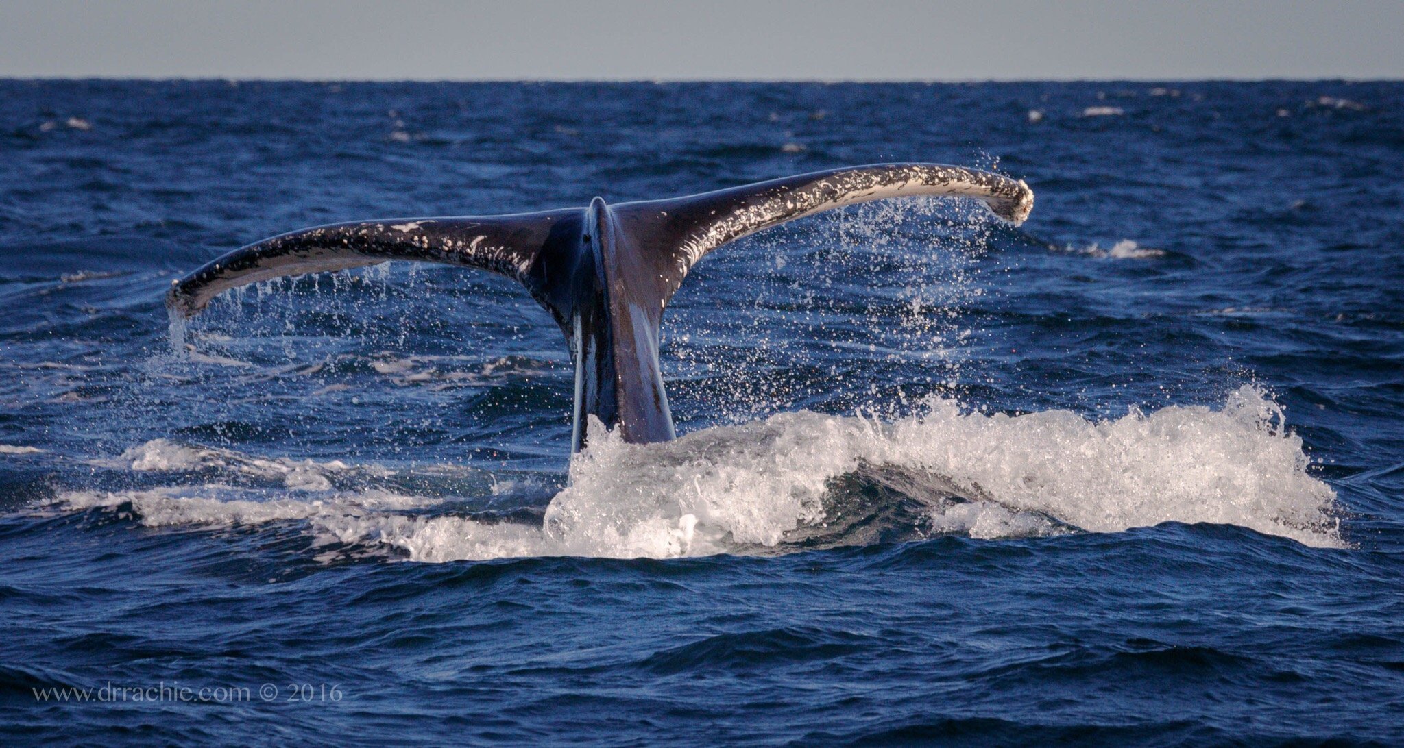 Go Whale Watching Sydney All You Need to Know BEFORE You Go