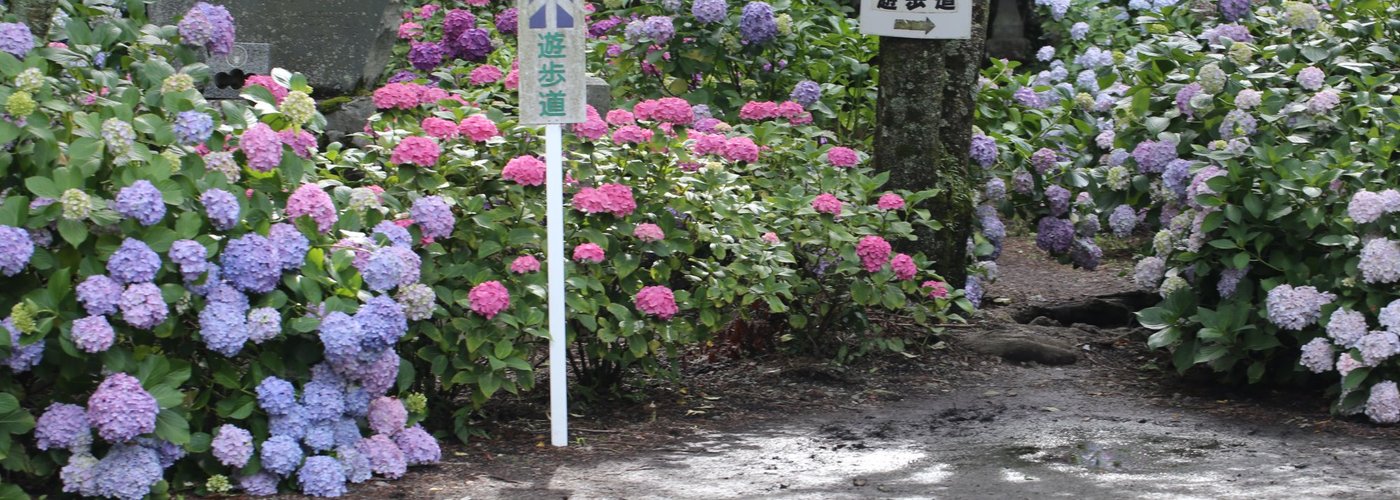 妙法寺のあじさい遊歩道入り口