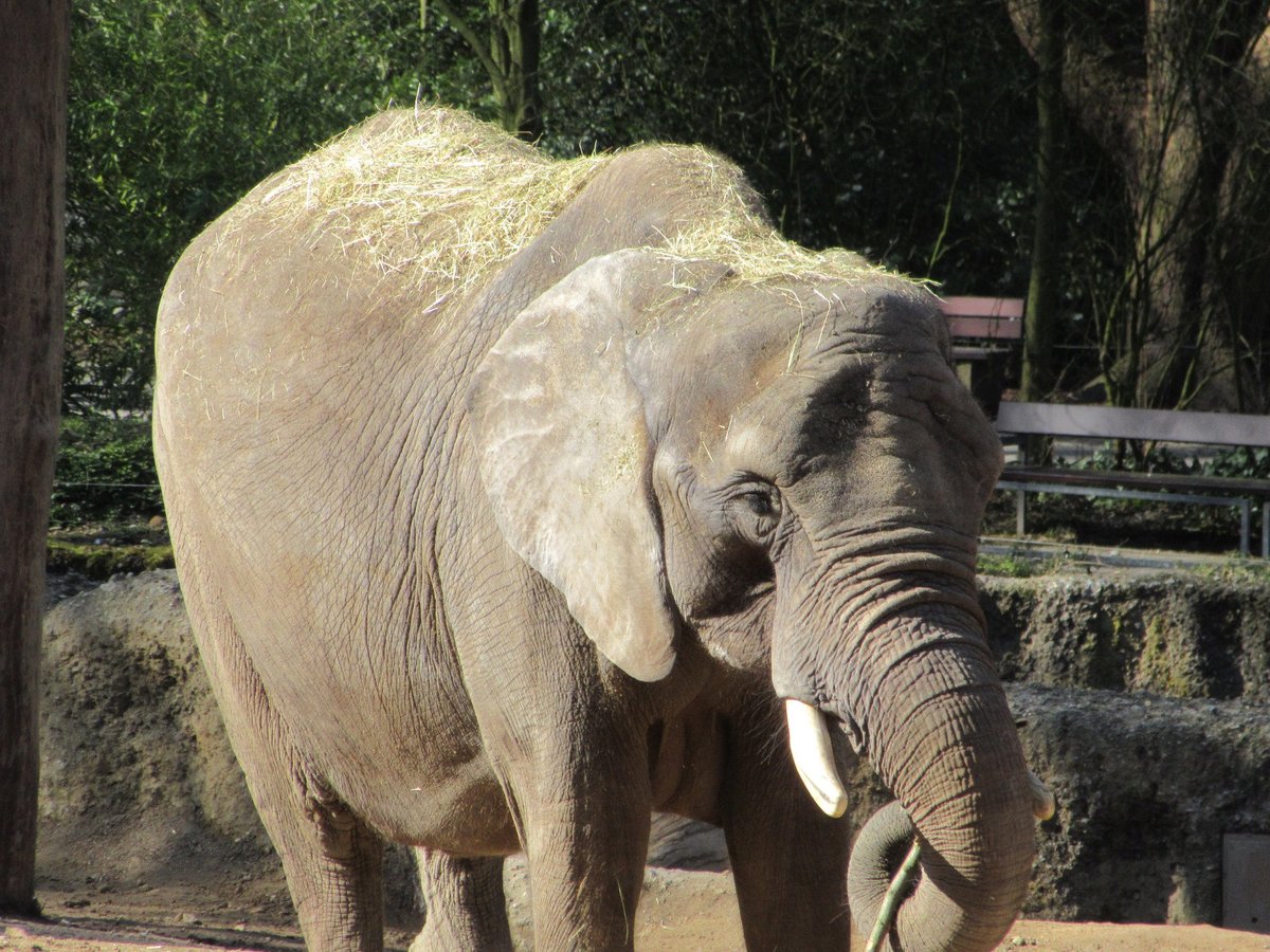 Zoo Wuppertal, Вупперталь: лучшие советы перед посещением - Tripadvisor