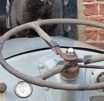 Our mascot Indi the cat