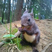 Auf dem Eichhörnliweg sind die putzigen Tierchen ganz zutraulich.