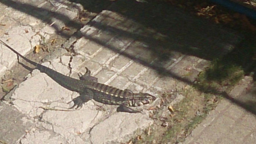 LAGARTO