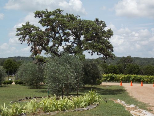 THE 15 BEST Things to Do in Wimberley - 2023 (with Photos