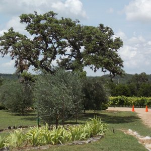 How to Visit Old Baldy in Wimberley (AKA Prayer Mountain)