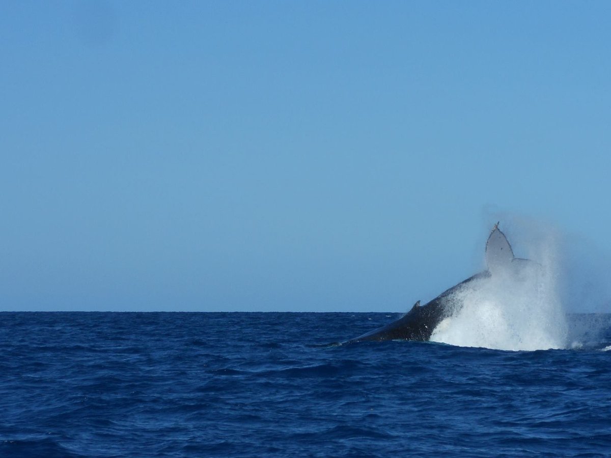 Townsville Whale Watching: All You Need to Know BEFORE You Go