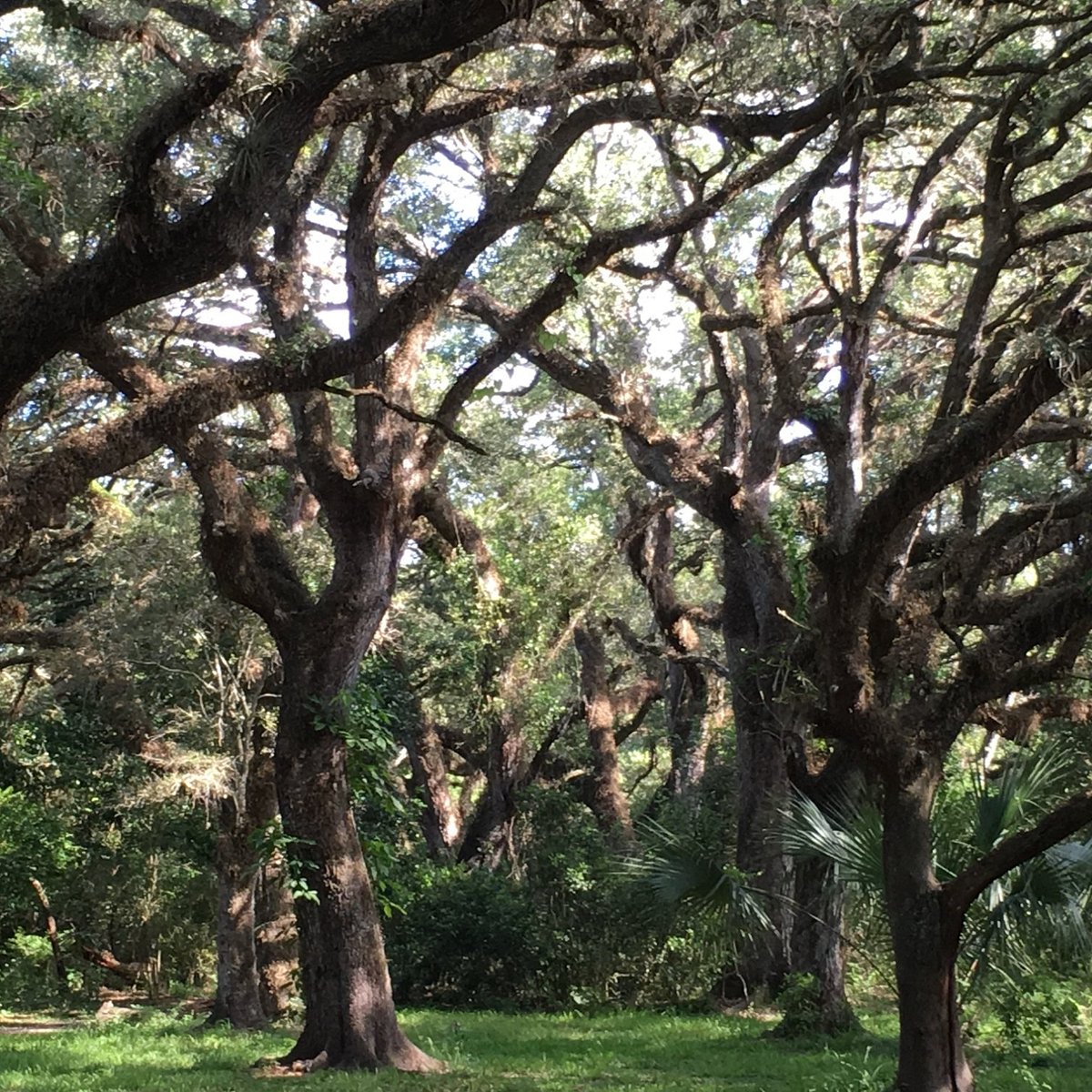 Tree Tops Park Vaccine