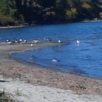 Powell River Westview Harbour