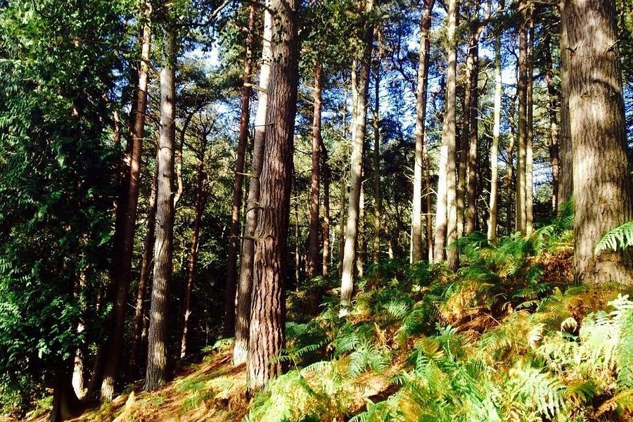 Delamere Forest image