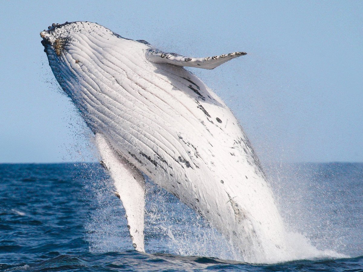 Manly Whale Watching - All You Need to Know BEFORE You Go