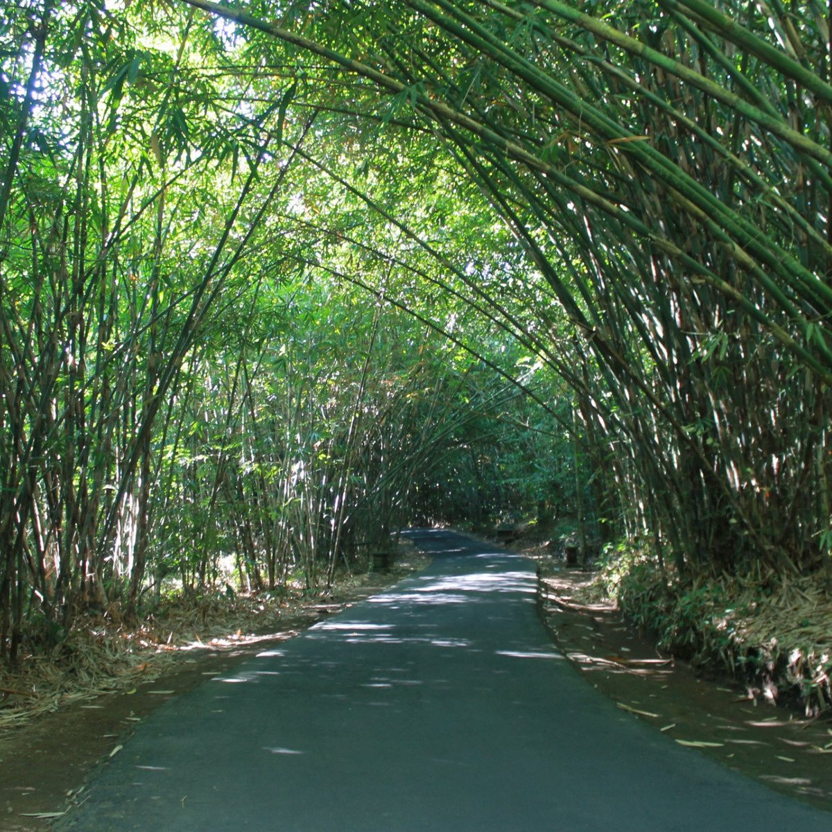 Penglipuran Bamboo Forest, Bangli: лучшие советы перед посещением -  Tripadvisor