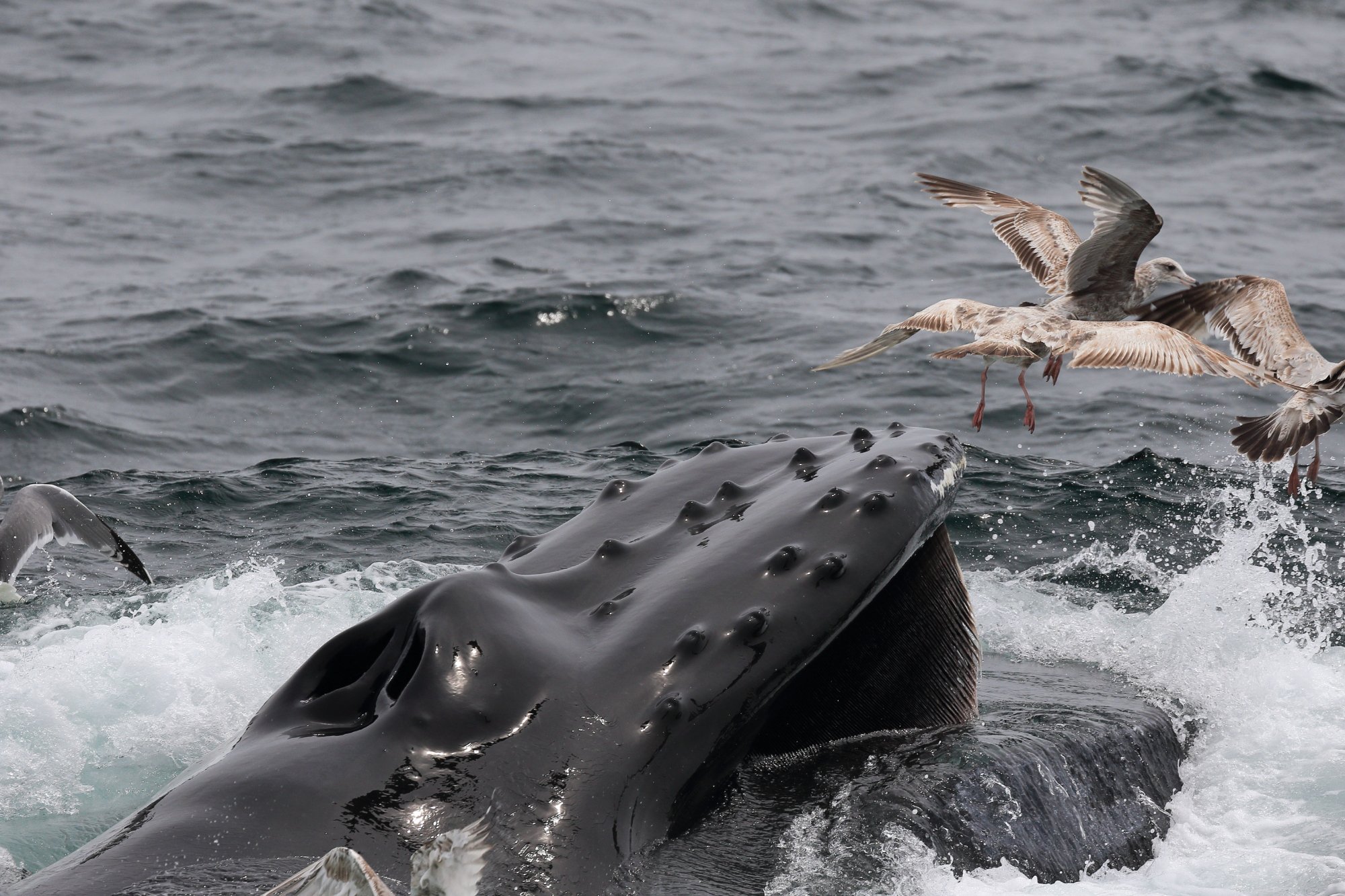 hyannis whale watcher cruise