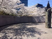 Washington, D.C. cherry blossoms: Everything you need to know about sakura  season - Tripadvisor