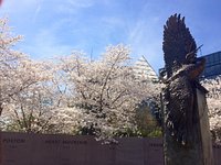 Washington, D.C. cherry blossoms: Everything you need to know about sakura  season - Tripadvisor