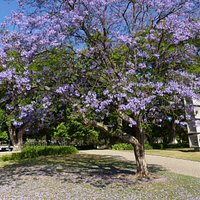 Purple blooms at Vasco da Gama Garden (5)