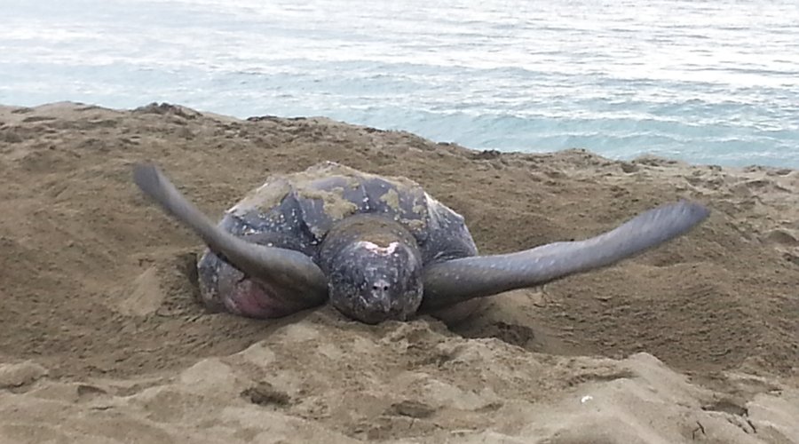 Leather Back turtle on Beach