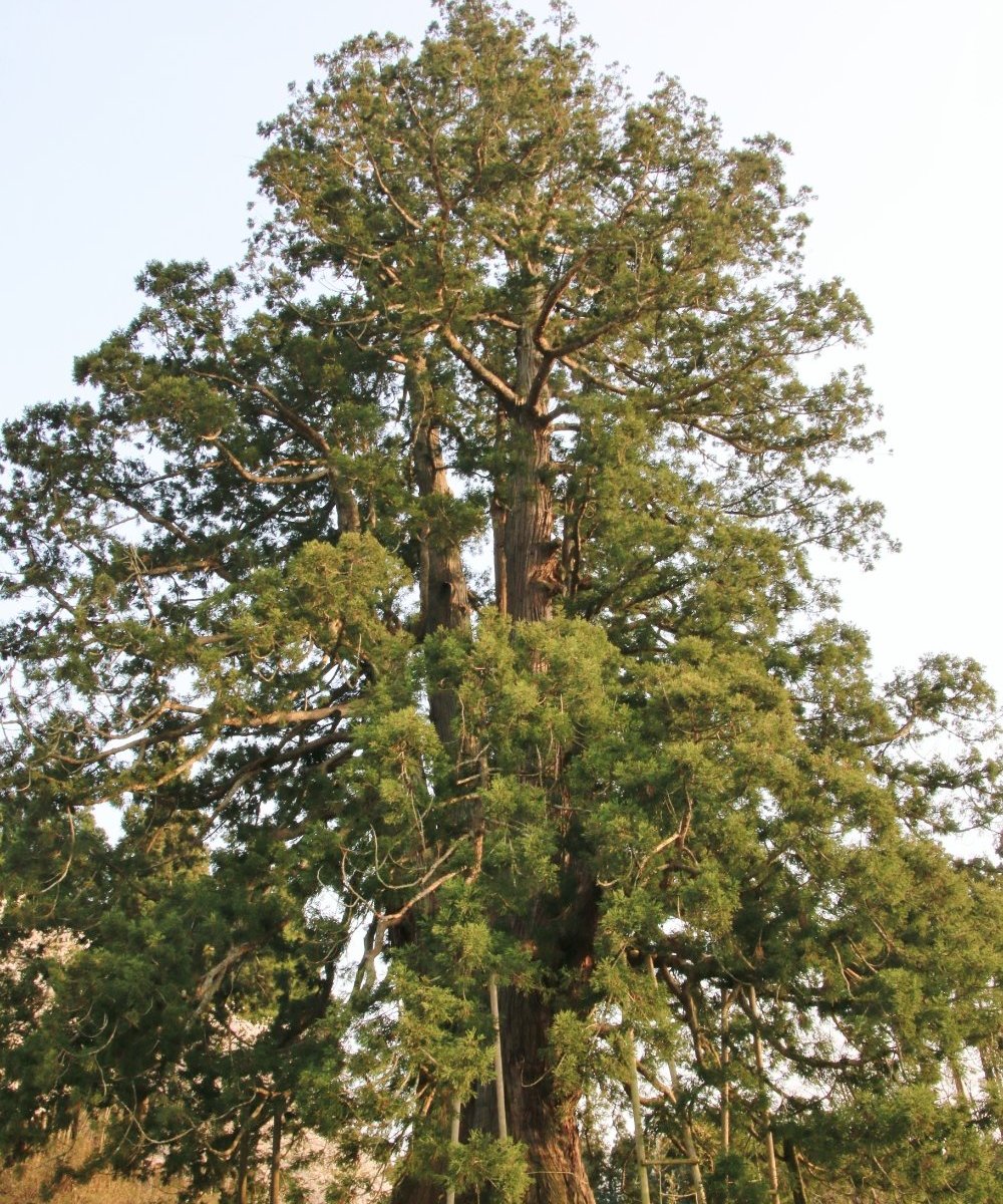 Japanese Cedar Tree of Sugisawa (Nihonmatsu) - ATUALIZADO 2022 O que ...