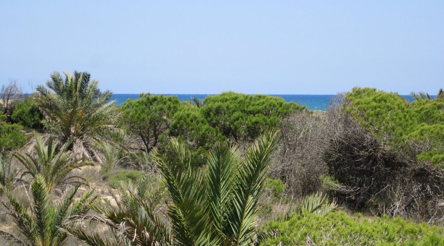 la pineta