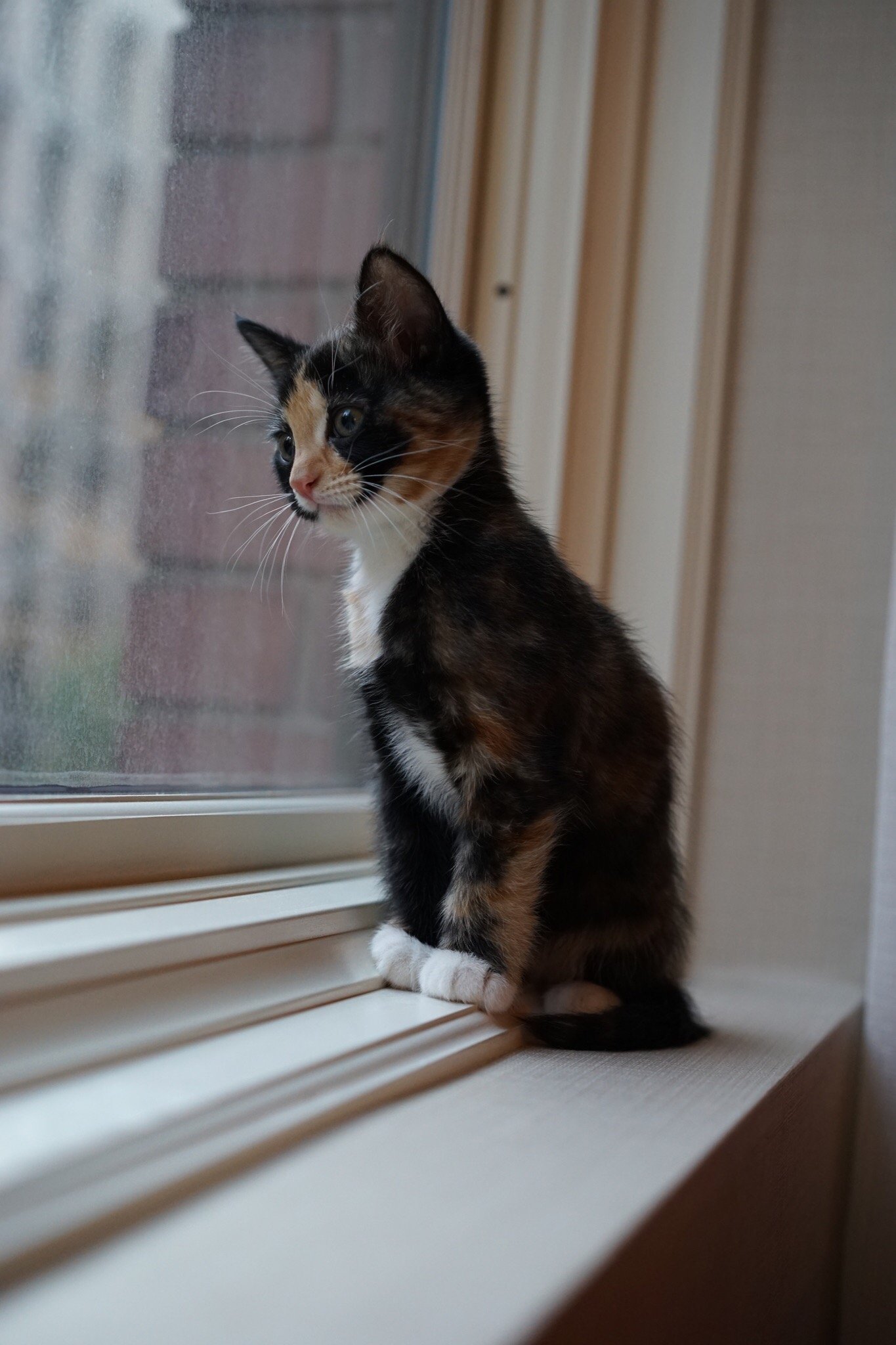 KIMPTON HOTEL VINTAGE SEATTLE Updated 2022 Reviews WA   The Kitten We Borrowed 